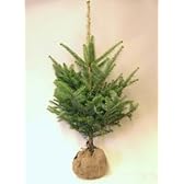 モミの木　本物のクリスマスツリー【樅の木120センチ】