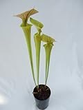 食虫植物　Sarracenia flava var.ornata(サラセニア フラバ　オラナタ)