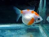 育ててあげて下さい　ピンポンパール幼魚（生体　名生園）