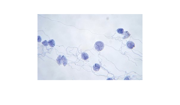 Amazon ケニス 淡水 海水中の様々な微生物 プレパラート 10種各1枚 1 157 350 微生物を顕微鏡観察しよう 顕微鏡 おもちゃ