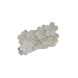 【満開】 桜 帯留め 夜光貝