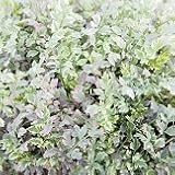 【多年草】斑入り セリ　ピンクバリエガータ 2株セット 【カラーリーフ】