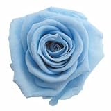 florever　フロールエバー　フレッシュルックメディアナローズ　パウダーブルー　8輪　Φ4～5cm　 プリザーブドフラワー　Mediana Rose　Powder Blue