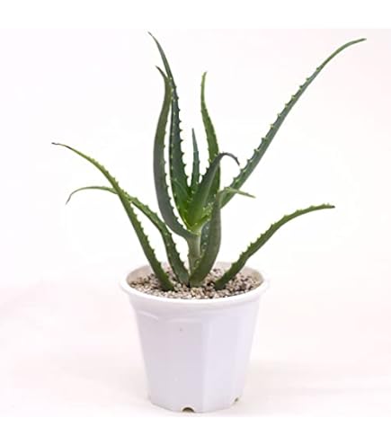 Amazon.co.jp: アロエ TCT ハイブリッド ブルーシャーク 抜き苗発送