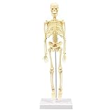 アーテック 人体骨格模型 93608 30cm