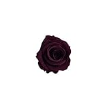 florever　フロールエバー　フレッシュルックベイビーローズ　メルロー　12輪　Φ2.5～3.5cm　 プリザーブドフラワー　Baby Rose　Merlot