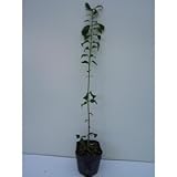 【ノーブランド品】 プリペット 樹高1.0m前後 15～16.5cmポット 【10本セット】