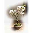 八重桜盆栽 楊貴妃桜 とても 美しい 八重咲きの サクラが 自宅で 手頃に楽しめちゃいます