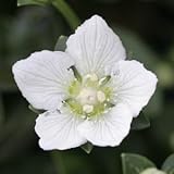 神津島ウメバチソウ