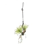グリーン／観葉植物 エアプランツ エアープランツ air plants 室内 イミテーショングリーン 人工 造花 植物 壁掛け　吊り下げ　光触媒 おしゃれ グリーン 癒し ギフト