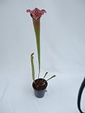 食虫植物　Sarracenia xExcellens (サラセニア エクセレンス)