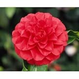 椿(ツバキ)の苗木 さつま紅(さつまくれない)