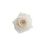 florever　フロールエバー　フレッシュルックメディアナローズ　パンナコッタ　8輪　Φ4～5cm　 プリザーブドフラワー　Mediana Rose　Panna Cotta
