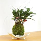 縁起のいい植物として知られるヤブコウジを苔玉に【ヤブコウジ（十両）と斑入り竜のひげ苔玉・信楽焼白三つ足器セット】 (敷石の色（白）)