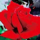 バラ苗 クライスラーインペリアル 国産大苗6号スリット鉢　四季咲き大輪　赤系