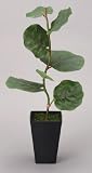 光触媒観葉植物 ｼｰｸﾞﾚｰﾌﾟ 218A50