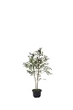 光触媒観葉植物 南天1.0 フロアタイプ ハイサイズ光触媒 フェイクグリーン 御祝 内装 インテリア