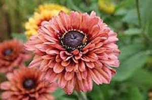 Amazon 盆栽の種30ルドベキアサハラフラワー レインアニュアル 果物