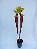 食虫植物　Sarracenia flava var.rubricorpora(サラセニア フラバ　ルブリコーポラ)