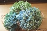 ~Coco Heart~　アジサイヘッド　路地栽培　　直径約２０ｃｍ分（木の実・ドライフラワー）