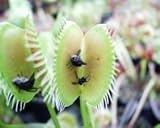 100本ハエジゴクMuscipulaジャイアントクリップフライトラップ種子日本の食虫種子庭の植物種子盆栽ファミリー鉢植え