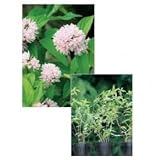 オンリーワン　植栽・美しい花　サラサウツギ・ピンクポンポン　3鉢セット　WP3-YSB02G6