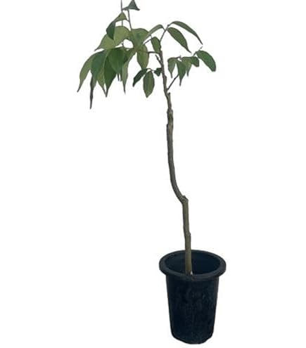 Amazon.co.jp: ライチの取り木苗、ピンクウエイメイ種 : DIY・工具