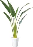 LION 人工植物　ALTP-001 品番57629