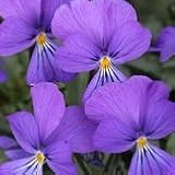 【耐寒性】【宿根草】　ビオラ　コルシカ　2株セット　【グランドカバー】