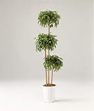 LION 人工植物　GB-224 品番57675