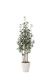 光触媒観葉植物 オリ―ブ1.6 フロアタイプ ハイサイズ