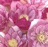 【耐寒性】【宿根草】　松村園芸さんの　クリスマスローズ　ダブル　ピコティミックス　【イングリッシュガーデン】