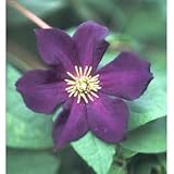 クレマチス：ロマンティカ4.5号ポット[2年生苗](ジャックマニー・ビチセラ系）k ノーブランド品