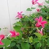 【耐寒性】【多年草】 クレマチス プリンセスダイアナ 5号鉢 【イングリッシュガーデン】