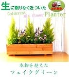 【人工観葉植物】【ゴールドクレストウッドプランター】【フェイクグリーン】【触媒加工品】www-1000