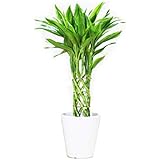 ミリオンバンブー ホワイトセラアート鉢 観葉植物 インテリア 中型 ミニ ラッキーバンブー 幸運の竹