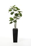 GREENPARK ウンベラータ FRP WH リバーロック 造花 フェイクグリーン