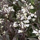 【宿根草】【耐寒性】　ペンステモン　ハスカーレッド　2株セット　【イングリッシュガーデン】