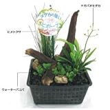 オンリーワン 植栽・メダカの憩い プチビオトープ デラックス TJ3-S012