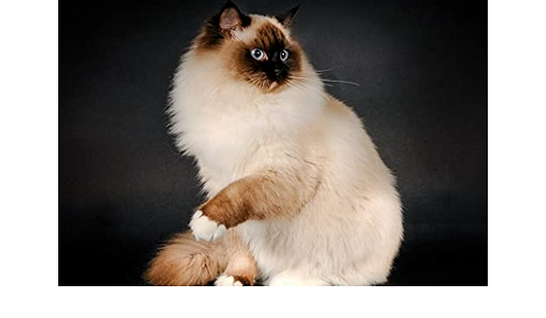 Amazon Co Jp A3 ポスター ラグドール猫品種色ふわふわ 壁紙ウォールステッカーポスター A3 4x297mm ホーム キッチン