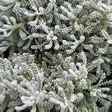 【常緑低木】【ハーブ】　サントリナ　2株セット　【カラーリーフ】【コンテナガーデン】