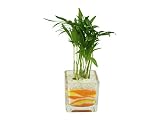 花市場直送便 テーブルヤシ(カラーサンド植え) ブロックM 黄色/オレンジ
