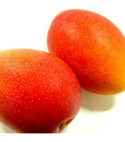 Amazon.co.jp: 完熟ミニマンゴー 2キロ ※宮古島産 本島産 : 食品・飲料