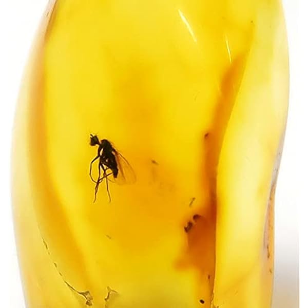 Amazon.co.jp: 【化石専門店 LOLO】 美品 虫入り琥珀 琥珀 化石 本物