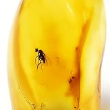 Tokyo Science「虫入り琥珀（Insects in Amber）約13-28mm バルト海 アンバー(樹脂の化石) 産地：Balttic Sea 」オリジナル標本ケース入り Baltic amber