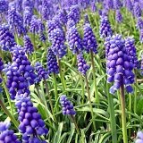 【耐寒性】【球根植物】　ムスカリ　紫花 　2株セット　【花壇】【ロックガーデン】
