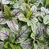 【宿根草】 ルメックス　2株セット 【カラーリーフ】