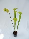 食虫植物　Sarracenia flava all green(サラセニア フラバ　オールグリーン)