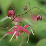 [ イカリソウ ] 楊貴妃 3寸ポット