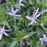 Amazon 多年草 イソトマ ブルー 2株セット 寄せ植え 花壇 花